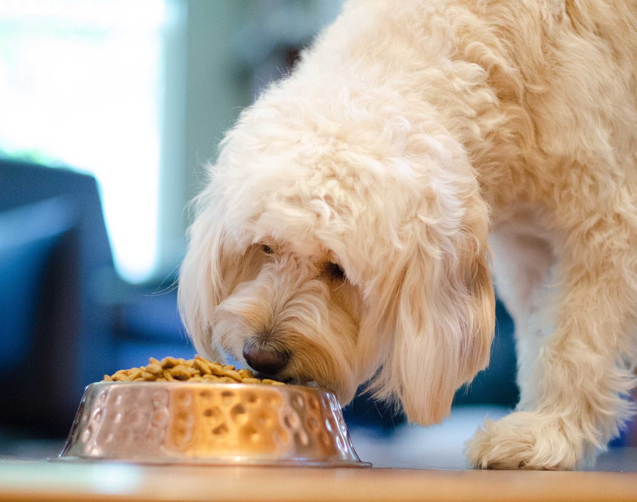 What Do Goldendoodles Eat?