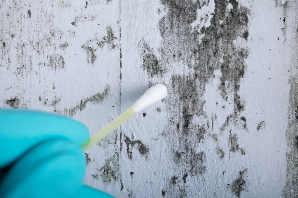 Understanding EPA Recommendations on Mold Sampling and Testing. What You Need To Know